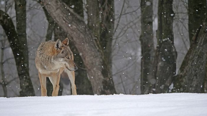 Immagine di repertorio - Foto A. Revelli Immagine di repertorio - Foto A. Revelli