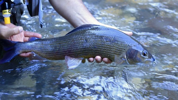 Nuova carta delle acque pescabili con divieti, zone turistiche di pesca e tratti "no kill"