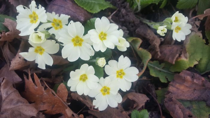 Sbocciano le primule in Langa, la primavera si avvicina