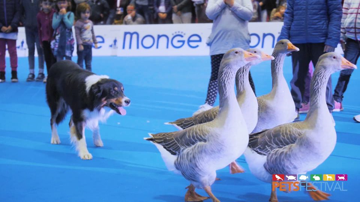 Petsfestival: la nona edizione si chiude con un grande successo e rafforza la partnership con Cremonafiere in vista del 2023 Petsfestival: la nona edizione si chiude con un grande successo e rafforza la partnership con Cremonafiere in vista del 2023
