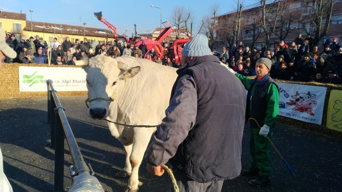 Fiera del Bue Grasso a Carrù: le modifiche alla viabilità nel giorno clou dell'evento