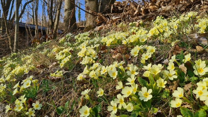 Sboccia la primavera a Bra: fioritura di primule ai giardini del Belvedere