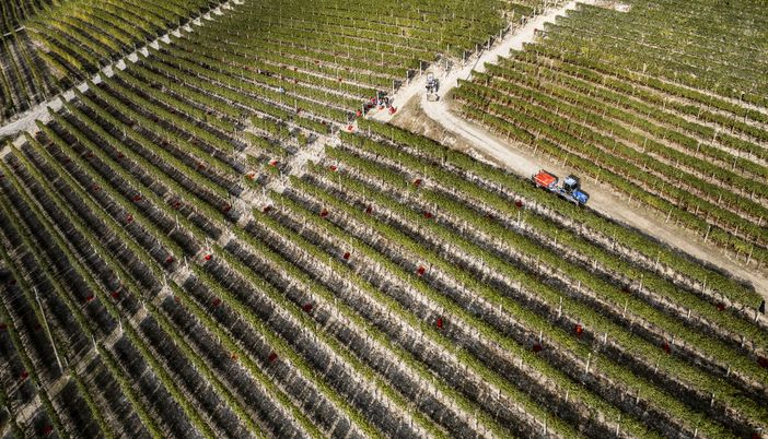 Si prospetta un'annata ottima per il Nebbiolo da Barolo
