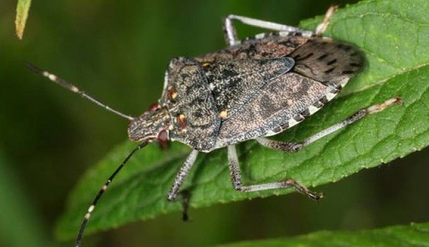 Immagine generica Immagine generica