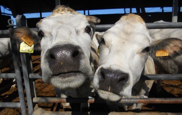 Razza Piemontese, l'allarme dei produttori: "Risultati drammatici per il 95% degli allevamenti"