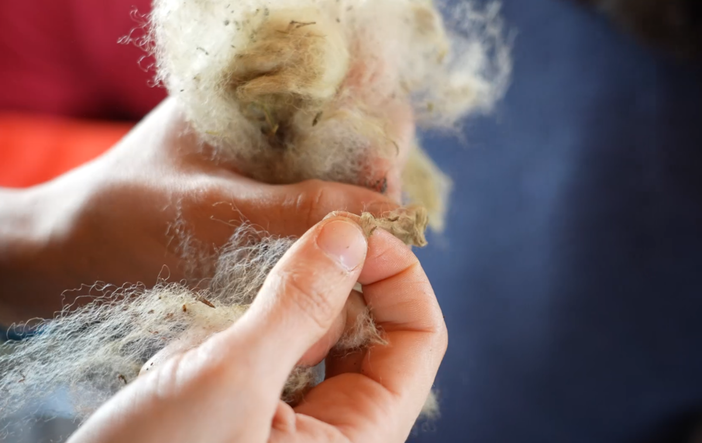 “Lana circolare”: una filiera sostenibile attorno alla lana sambucana