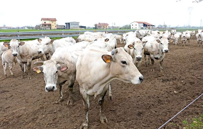 Confagricoltura Piemonte sulla qualità dell’aria: “Faremo la nostra parte, ma serve maggior attenzione agli allevamenti”