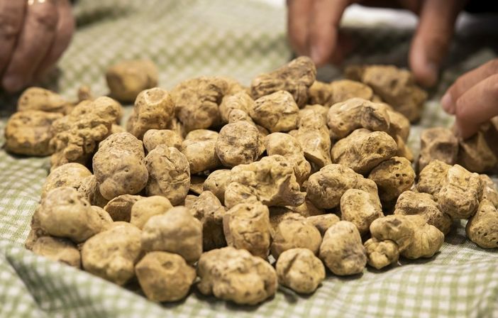 Stanziati 500 mila Euro per le piante da tartufo