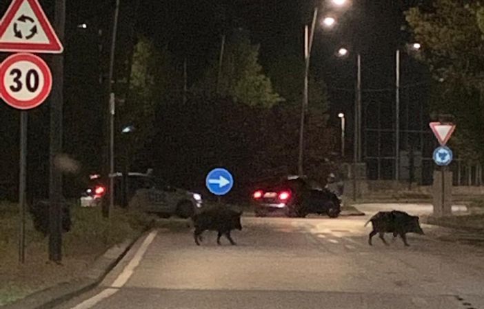 Cinghiali a spasso su corso Europa, poco prima dell'incrocio di via Pieroni