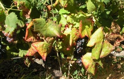 Flavescenza dorata, una malattia della vite su cui l'attenzione è sempre elevata