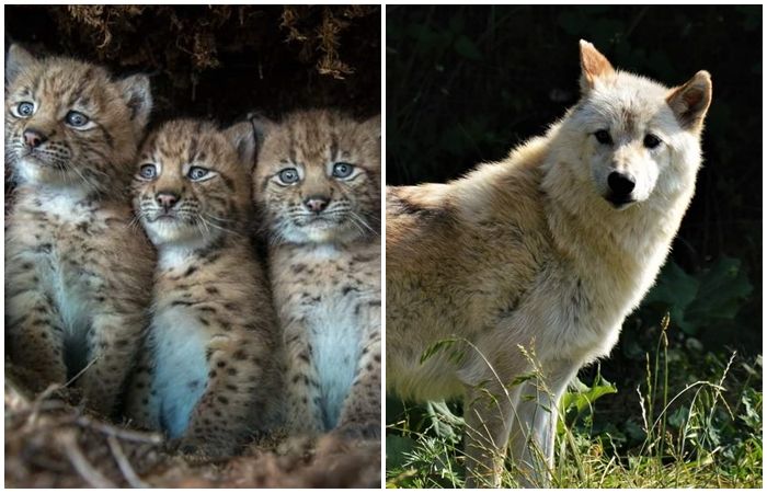 Murazzano: nati tre cuccioli di lince al Parco Safari delle Langhe Murazzano: nati tre cuccioli di lince al Parco Safari delle Langhe