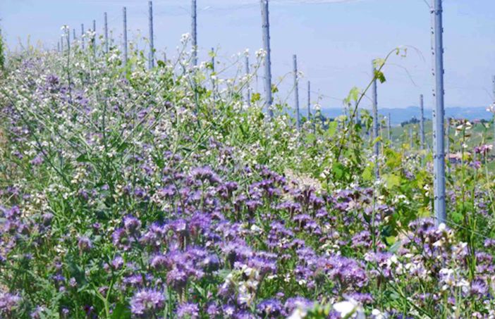 La pratica del sovescio La pratica del sovescio