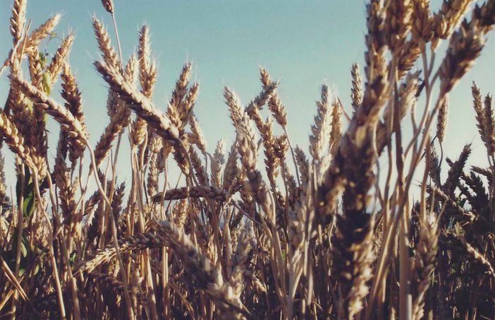 Cia lancia una raccolta firme per difendere il grano italiano e chiede l’intervento del Governo