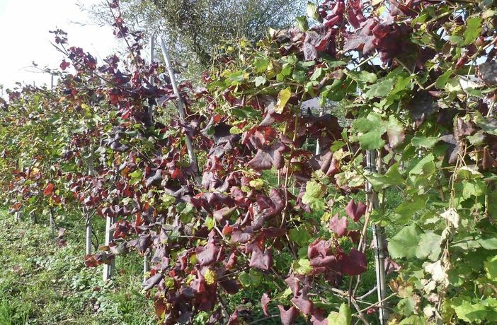 Vigneti piemontesi tra Flavescenza dorata e tignoletta: a Dogliani il punto sulle strategie di difesa