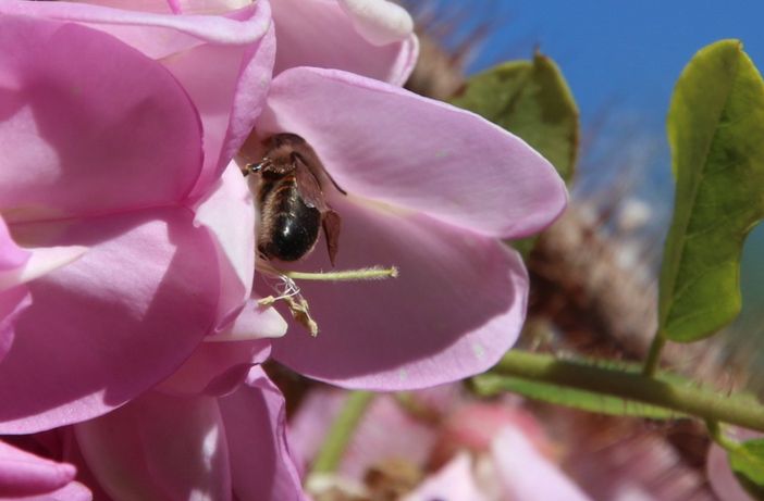 Ape al lavoro - foto CIA Ape al lavoro - foto CIA