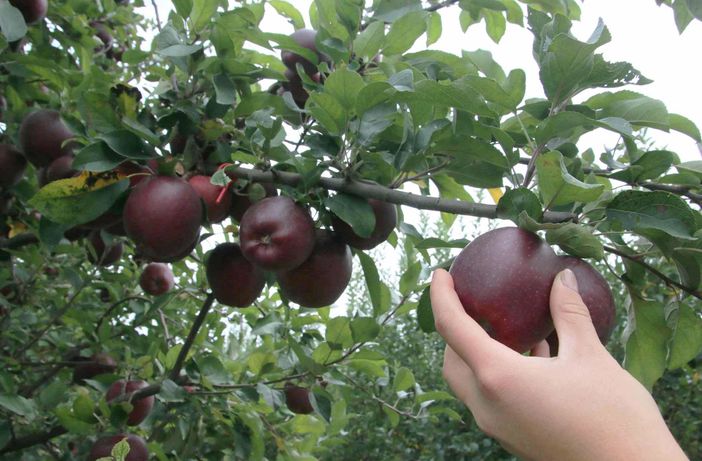 Cia Cuneo: sul 2023 della frutta fresca ci sono preoccupazioni, ma le prospettive sembrano buone Cia Cuneo: sul 2023 della frutta fresca ci sono preoccupazioni, ma le prospettive sembrano buone