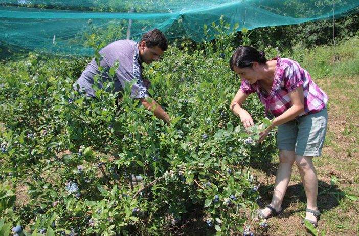 Due giovani imprenditori agricoli raccolgono mirtilli Due giovani imprenditori agricoli raccolgono mirtilli
