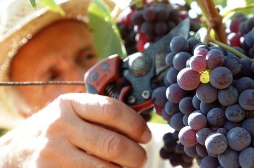 Vendemmia 2025 in Piemonte: produzione in crescita (+ 5%) e uve di qualità ottima