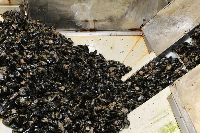 Immagine dal sito della Cooperativa Miticoltori spezzini