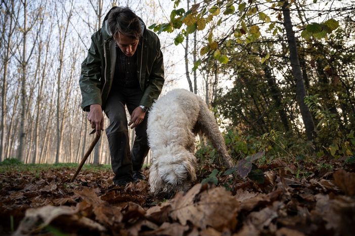 La cerca del tartufo (Foto Langhe Experience)