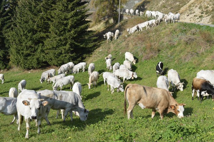 Periodo di forte difficoltà per la razza bovina piemontese