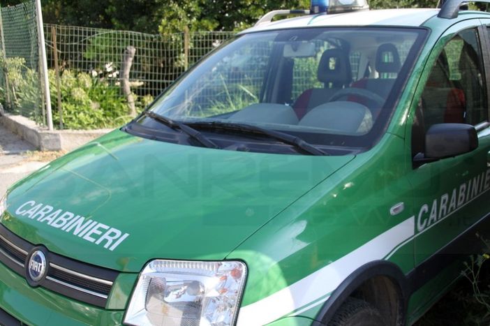 Il felino sarebbe stato visto nella zona collinare tra via Lemonte a Corneliano e la frazione Bricco di Piobesi