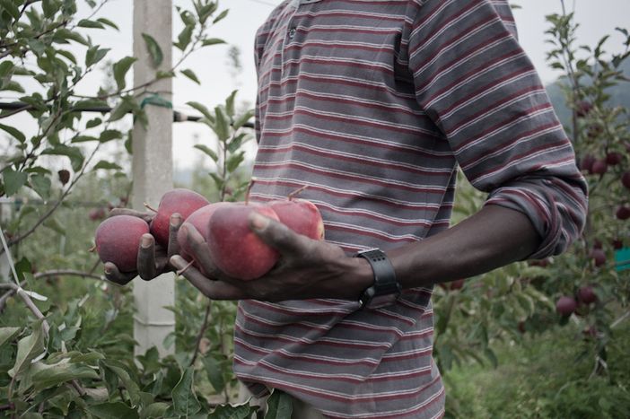 Lavoro, Coldiretti Cuneo: "10.000 posti nei campi, serve nuovo decreto flussi"