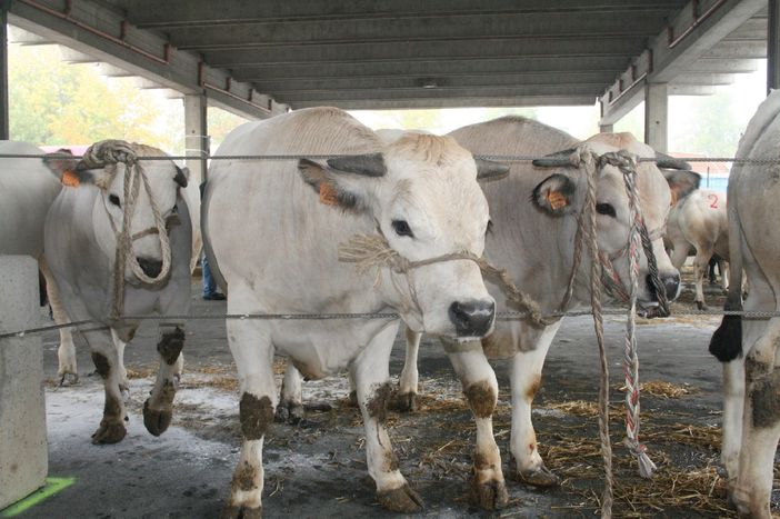 Bovini piemontesi di Sottorazza Albese