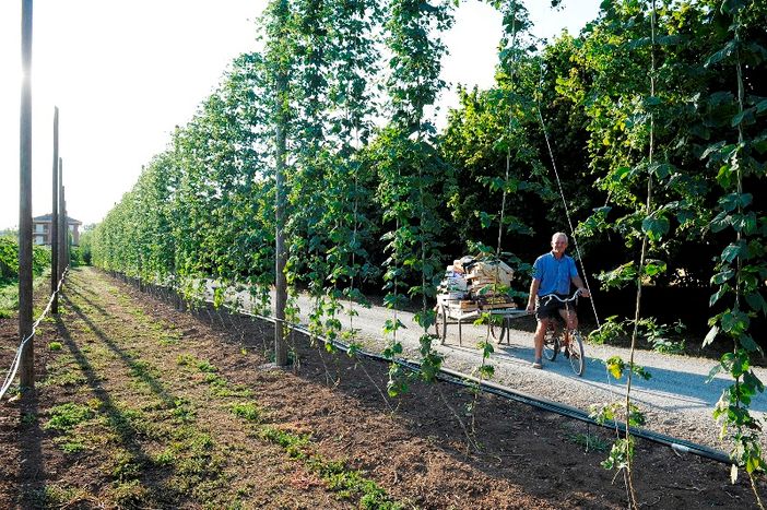 Cresce del 20% la coltivazione del luppolo in Granda: in dieci anni triplicati i birrifici artigianali in provincia
