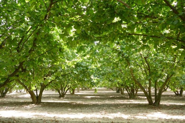 Un noccioleto in Alta Langa