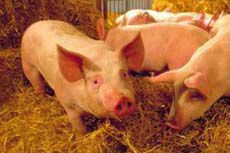 Allevamento di suini: con 860 mila capi Cuneo è la prima provincia in Piemonte