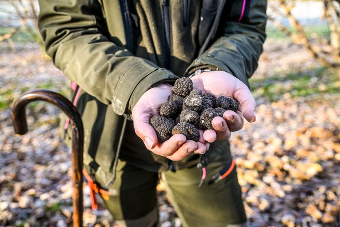 Un viaggio sensoriale tra Monregalese, Langa Cebana e Val Tanaro alla ricerca e scoperta del Tartufo Nero Un viaggio sensoriale tra Monregalese, Langa Cebana e Val Tanaro alla ricerca e scoperta del Tartufo Nero