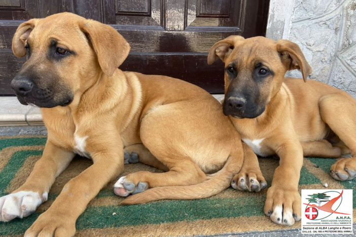 Quattro cuccioli di quattro mesi, sono un incrocio amstaff-pastore tedesco