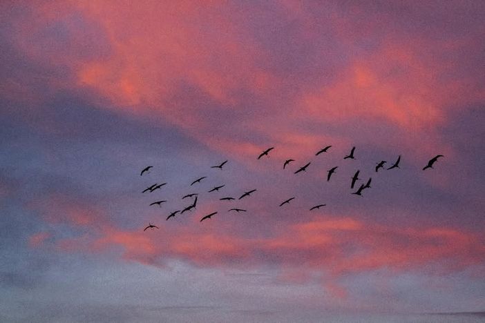 Censimento nazionale delle gru: da gennaio rimaste solamente 31 nell'area di Racconigi. Erano 250