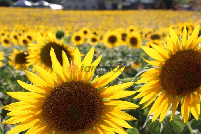 Boom di visite al Labirinto di Girasoli a Farigliano: ora tocca alla fioritura nei campi Boom di visite al Labirinto di Girasoli a Farigliano: ora tocca alla fioritura nei campi