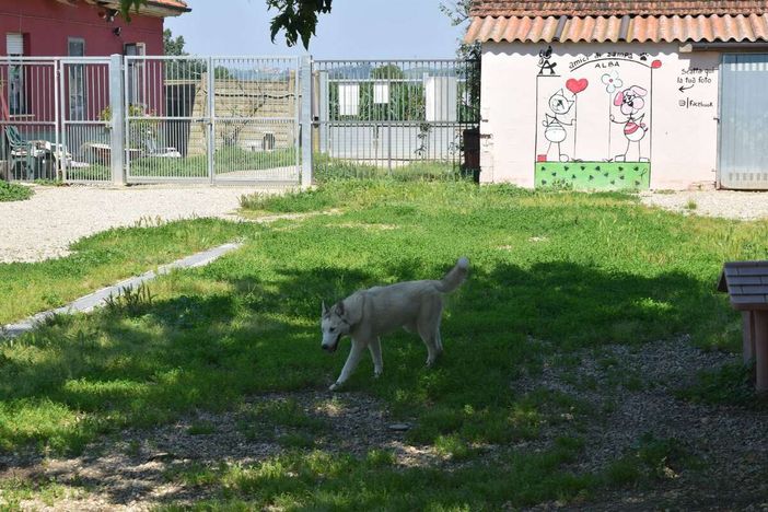 Alba apre alla co-progettazione del Canile municipale: avviso entro il 27 marzo