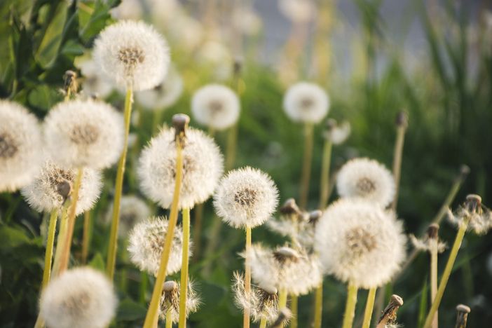 Fine settimana pienamente primaverile e massime tra 22 e 26 gradi