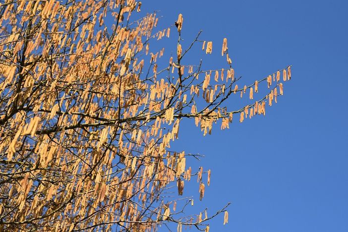 Al MAG di Savigliano la presentazione del nuovo evento cheraschese sul nocciolo Al MAG di Savigliano la presentazione del nuovo evento cheraschese sul nocciolo