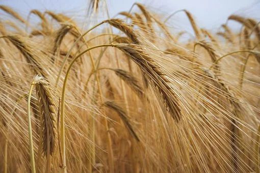 Coldiretti Cuneo lancia l'allarme: è SOS per l'invasione di grano canadese Coldiretti Cuneo lancia l'allarme: è SOS per l'invasione di grano canadese