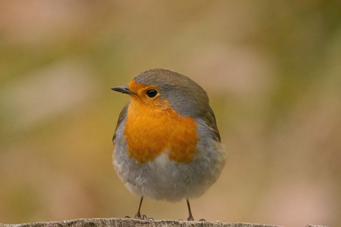 (Foto Enrico Ruggeri)