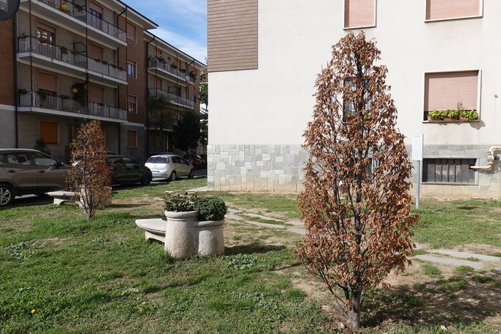 Bra: a novembre nuove piantumazioni di alberi da parte del Comune