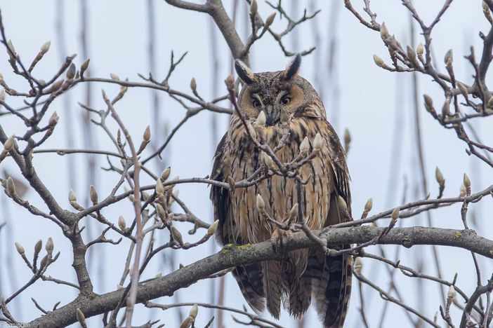 La magia e il mito del gufo nella pianura cuneese, paparazzato dal birdwatcher Enrico Ruggeri
