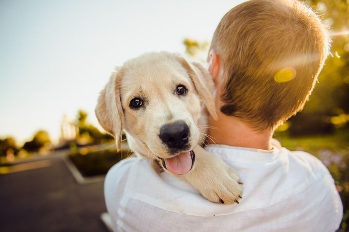 Oggi la Giornata mondiale del cane, una festa dedicata ai nostri amici a quattro zampe