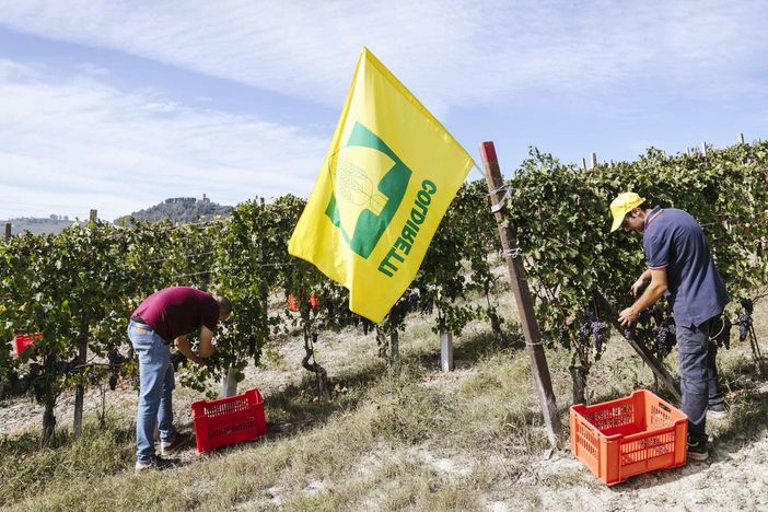 Prezzi uve, Coldiretti: "Stabilità del mercato frutto della diretta contrattazione in vendemmia"