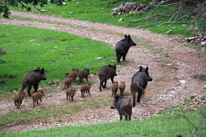Cinghiali, Coldiretti Cuneo: fondamentale incrementare il depopolamento