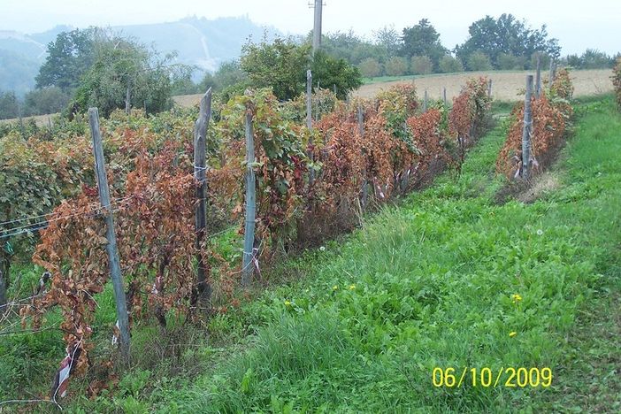 Flavescenza dorata, l'assessore Protopapa:  “Avanti con le attività di ricerca, questa  la strada per trovare soluzioni innovative”