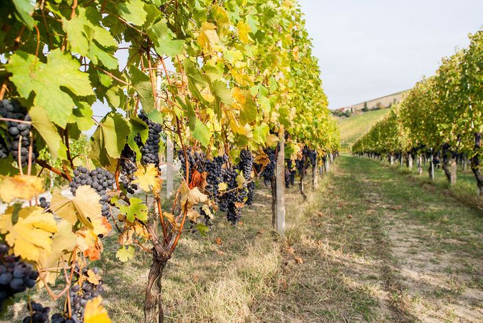 Il Piemonte del vino guarda al biologico: quando la sostenibilità passa dalla cooperazione Il Piemonte del vino guarda al biologico: quando la sostenibilità passa dalla cooperazione