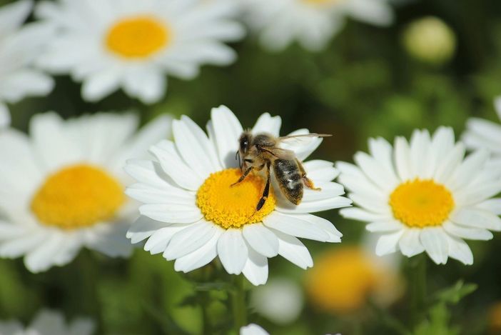 Ceresole d'Alba, attivato il "Progetto Ad…agio: passi nella natura": eccome come aderire Ceresole d'Alba, attivato il "Progetto Ad…agio: passi nella natura": eccome come aderire