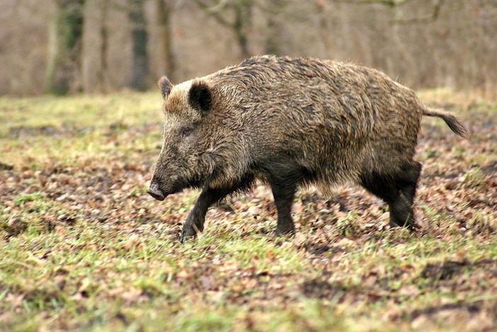 Dopo Cravanzana, due casi (i primi) a Pezzolo Valle Uzzone: la peste suina africana si diffonde in alta Langa Dopo Cravanzana, due casi (i primi) a Pezzolo Valle Uzzone: la peste suina africana si diffonde in alta Langa