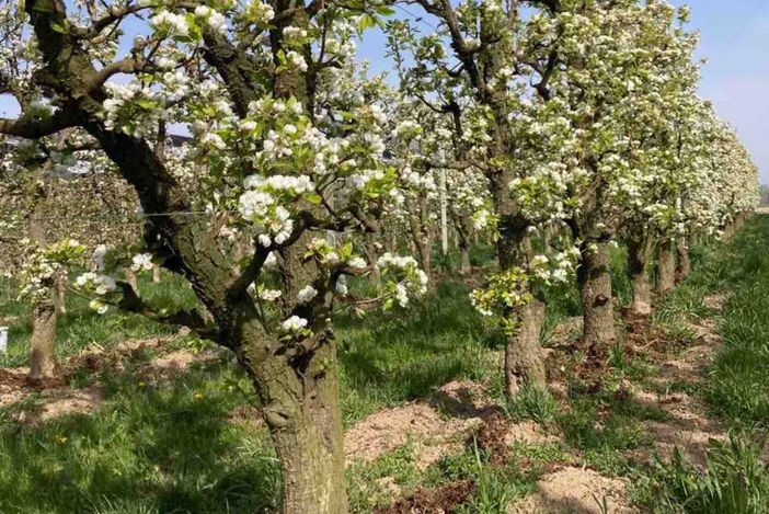 “Frutta biologica, il mercato “stanco” richiede uno sforzo comune di produttori e consumatori” “Frutta biologica, il mercato “stanco” richiede uno sforzo comune di produttori e consumatori”